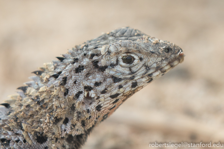 galapagos